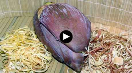 Mối nguy từ bắp chuối ngâm hóa chất