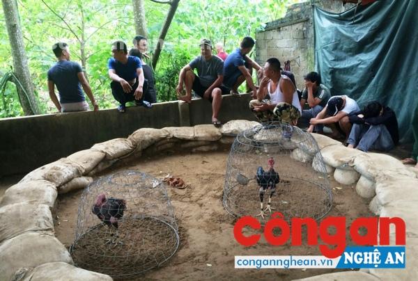 Tụ điểm đánh bạc bằng hình thức cược chọi gà vừa bị Công an huyện Nam Đàn triệt xóa