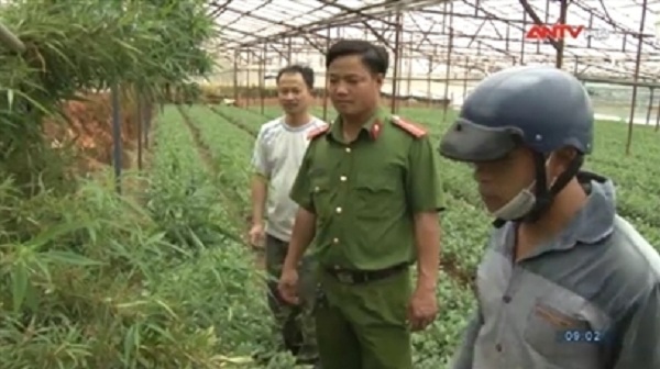 Phát hiện vườn cần sa trong nhà kính