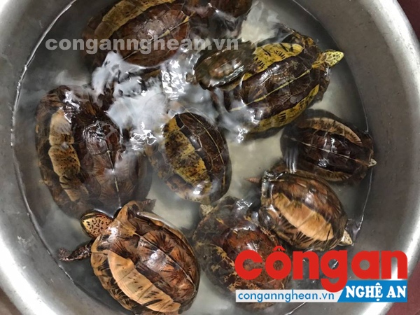 Khởi tố đối tượng vận chuyển trái phép động vật hoang dã quý hiếm