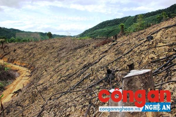 Kiểm tra, xử lý hộ gia đình, cá nhân vi phạm Luật Bảo vệ và phát triển rừng