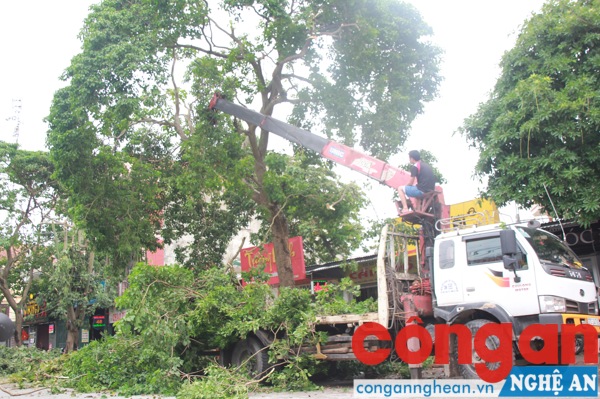 Dùng cần cẩu chặt bỏ những cành cây lớn