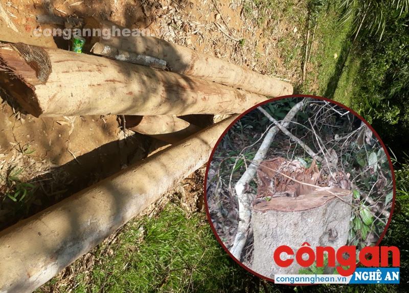 Rừng bị 'đốn hạ', nhiều cán bộ bị đề nghị cách chức