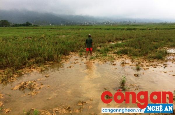 Ruộng bị bồi lấp, hàng chục hộ dân kêu cứu