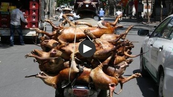 Hô biến thịt chó 'bẩn' vào bàn nhậu