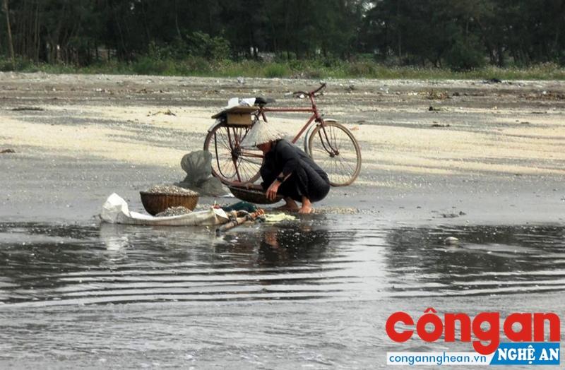 Hệ lụy từ việc cho thuê bãi triều nuôi ngao