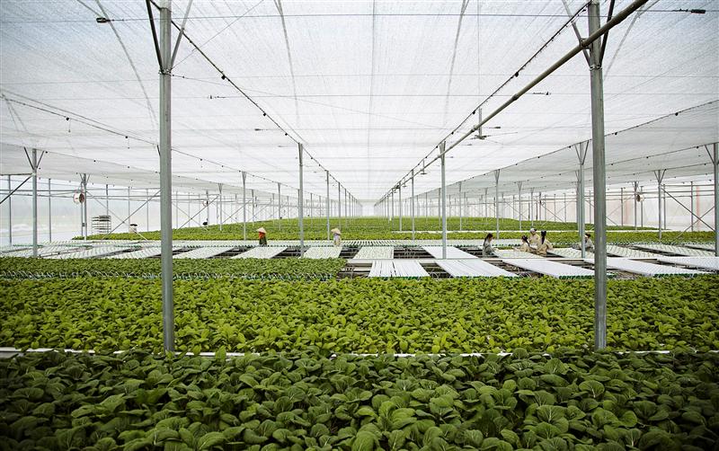 Đổi mới, nâng cao hiệu quả kinh tế tập thể: Nhiều chuyển biến tích cực
