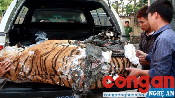 Lực lượng chức năng tiến hành bàn giao cá thể Hổ và Sơn Dương