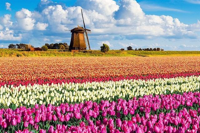 Công viên Keukenhof của Hà Lan. Nơi đây nổi tiếng với những cánh đồng hoa tulip tựa cầu vồng, nhất là vào giữa tháng 4.