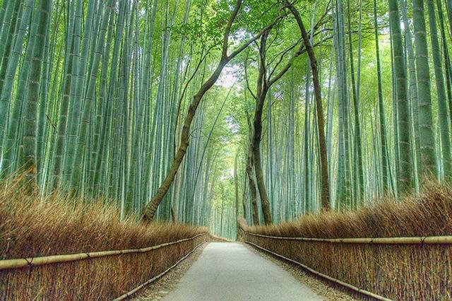 Rừng tre xanh mướt ở khu vực Arashiyama, Kyoto, Nhật Bản.