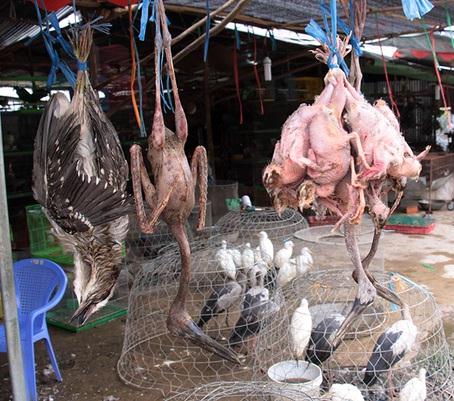 Các loại chim trời thật giả lẫn lộn được bày bán công khai.
