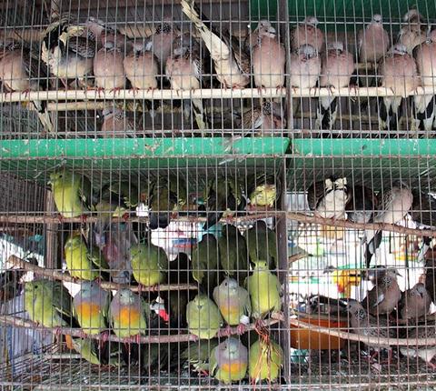 Những lồng chim chờ phóng sinh.
