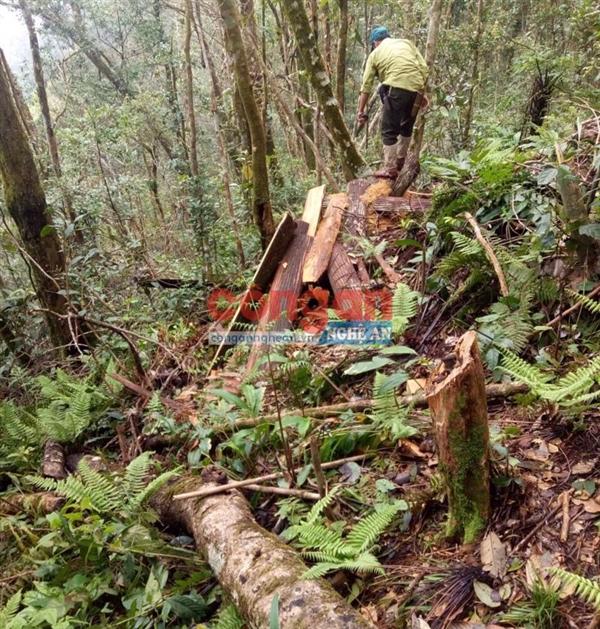 Khởi tố 6 bị can khai thác trái phép gỗ pơmu ở Khu Bảo tồn thiên nhiên Pù Huống