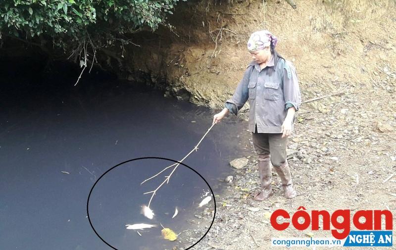 Nhà máy chế biến gỗ tiếp tục xả thải bẩn?
