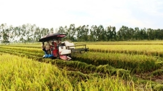 Thủ đoạn côn đồ bảo kê máy gặt lúa