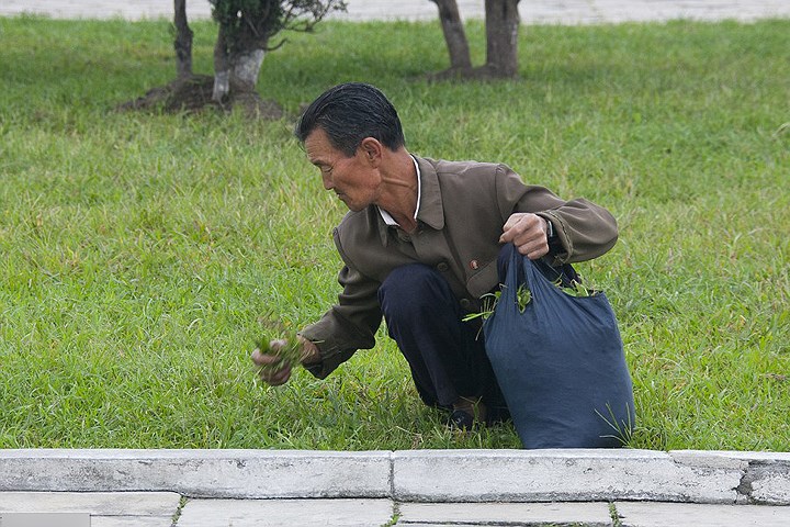 Dọn cỏ.