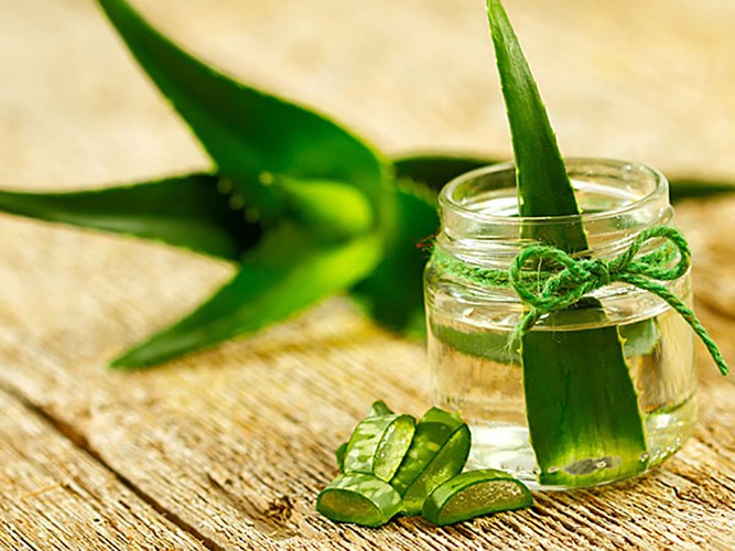 Những loại thảo mộc mạnh hơn cả thuốc kháng sinh