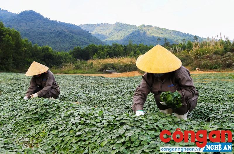 Phát triển nông nghiệp công nghệ cao: Cần cú hích lớn