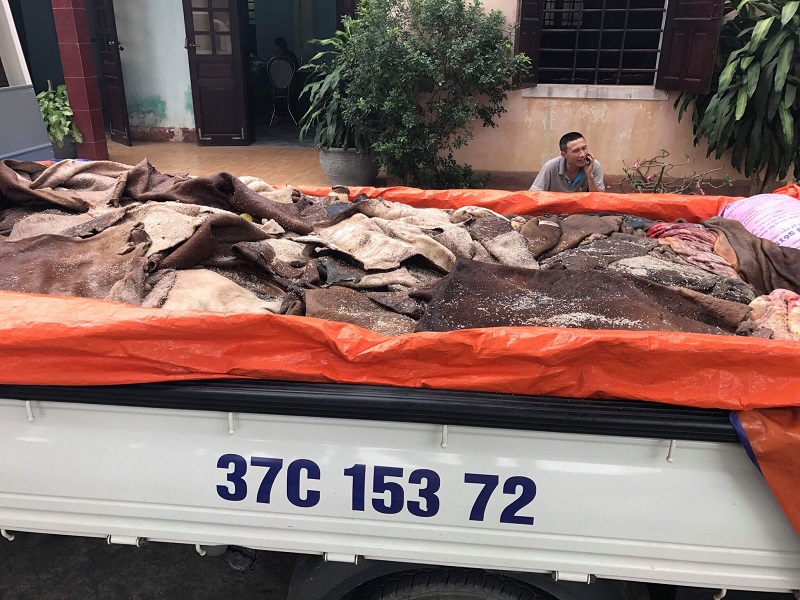 Nghệ An: Thu giữ 1,5 tấn da trâu, bò đã bốc mùi