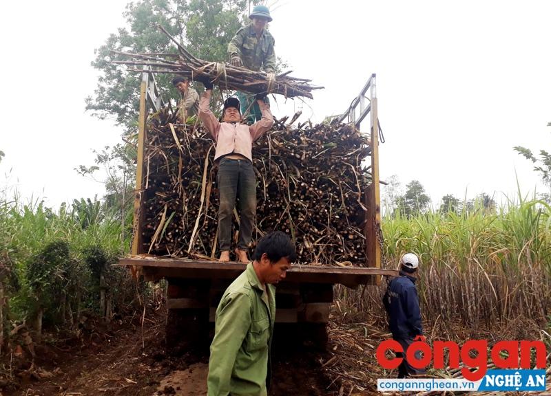 Cạnh tranh không lành mạnh trong thu mua mía nguyên liệu