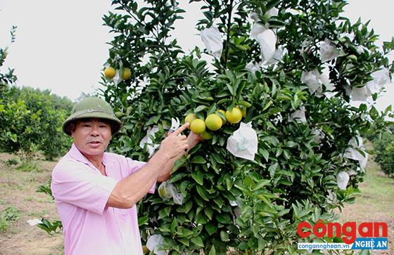 Ông bên vườn cam của mình