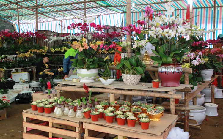 Năm nay, hoa, cây cảnh phục vụ Tết rất đa dạng về chủng loại, giá cả.