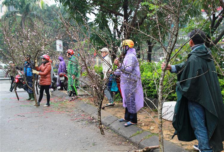 Các loại cây, hoa truyền thống như: Đào, mai, quất,… tràn ngập khắp các tuyến đường
