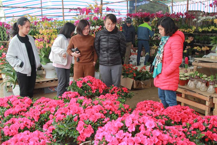 Thị trường hoa, cây cảnh những ngày cận Tết tại TP Vinh
