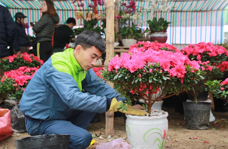 Một cây hoa Đỗ Quyên giá dao động từ 500.000 đồng đến 700.000 đồng.