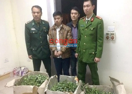 Một số đối tượng bị bắt giữ vì mua bán quả thuốc phiện tươi