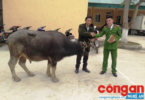 Bí tiền trả nợ, trộm trâu hàng xóm
