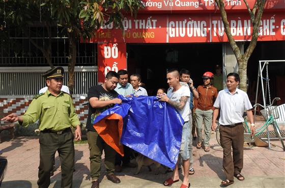 Thả rùa quý hiếm về biển