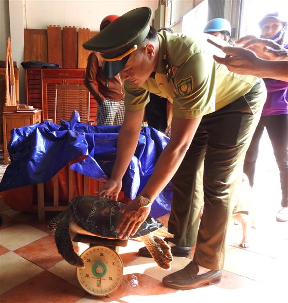 Cá thể Đồi Mồi nặng 14 kg vừa được anh Hướng mua lai từ người dân