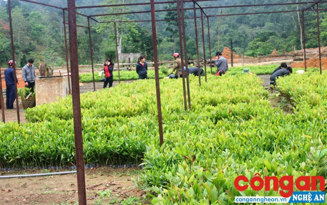 Hiệu quả phát triển lâm nghiệp bền vững