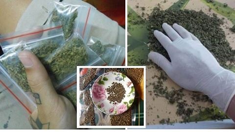 Hiện có khá nhiều đối tượng hiện rao bán hạt và hướng dẫn sử dụng cách trồng cây cần sa trên mạng xã hội