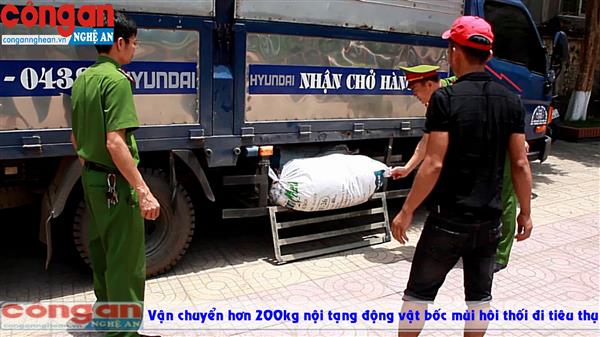 Vận chuyển hơn 200kg nội tạng động vật bốc mùi hôi thối đi tiêu thụ