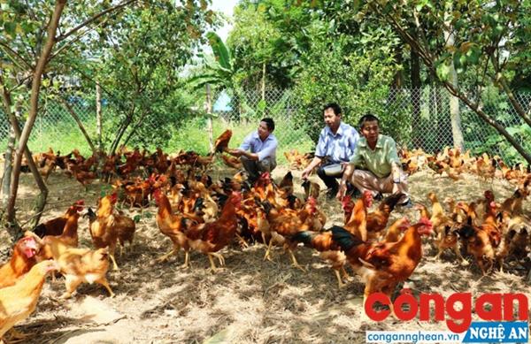 Phát triển kinh tế trang trại Hiệu quả cao