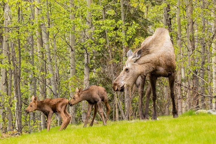 Nai sừng tấm chăm sóc con tại Eagle River, Mỹ. Ảnh: Alamy