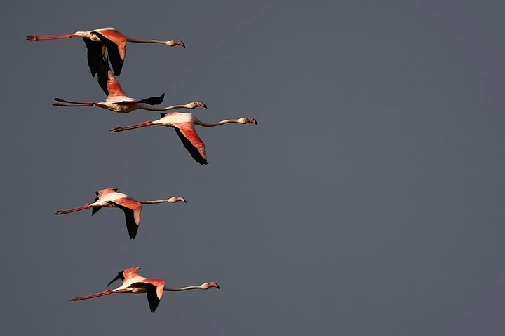 Đàn sếu đầy đỏ bay trong hoàng hôn ở Caliari, Italy. Ảnh: AFP