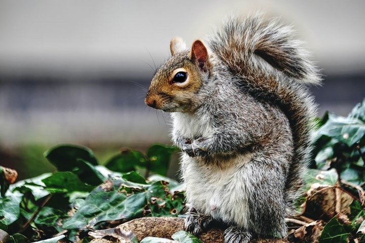 Một chú sóc xám tại Bristol, Anh. Ảnh: Alamy./.