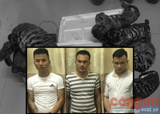 Phá Chuyên án 518Đ, phát hiện 5 cá thể hổ trong ôtô