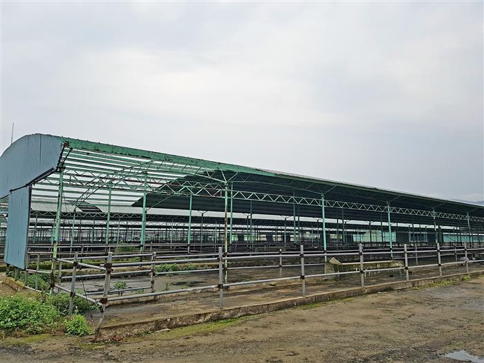 Bắt giam nguyên  tổng giám đốc Công ty CP Chăn nuôi Bình Hà