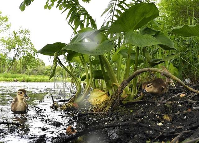 Đàn vịt con chơi đùa ven bờ sông Solyonaya Proktoka, Nga. Ảnh: Getty Images