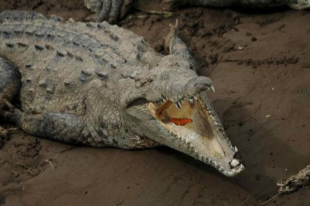 Chú bươm bướm thản nhiên đậu trong hàm chú cá sấu ở sông Tarcoles, Costa Rica. Ảnh: EPA