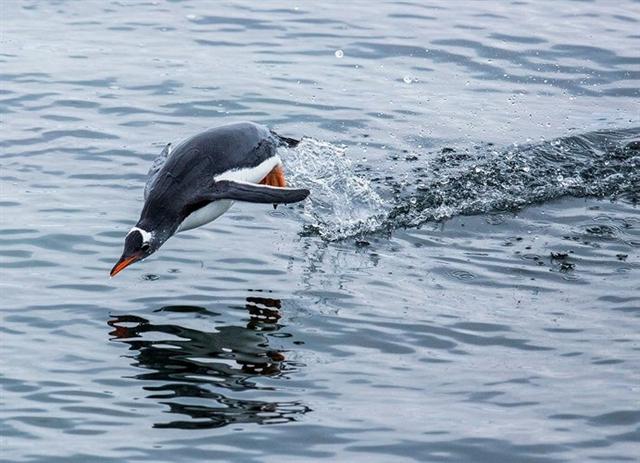 Chú chim cánh cụt gentoo nhao mình xuống mặt nước tại Vịnh Thiên đường, Nam Cực. Ảnh: Greenpeace
