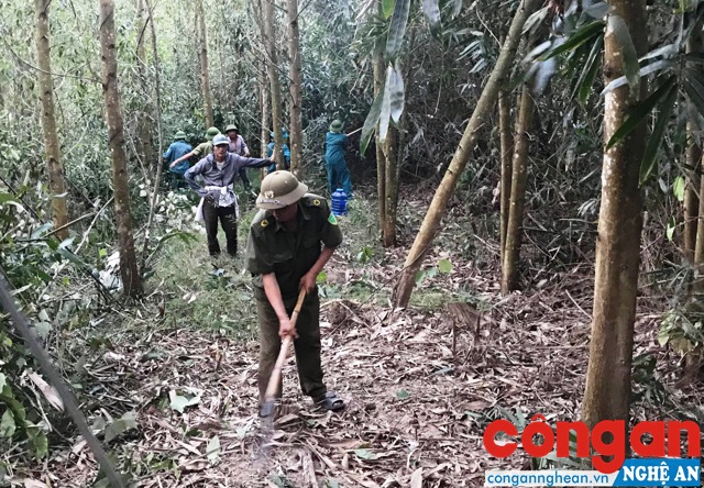 Khoảng 7 ha rừng phòng hộ ở huyện Nghĩa Đàn bị cháy rụi