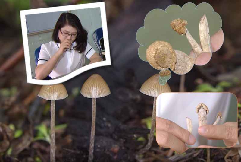 Loại nấm này vô cùng độc hại