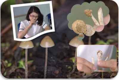 Hãy tránh xa loại 'nấm ma túy' chết người