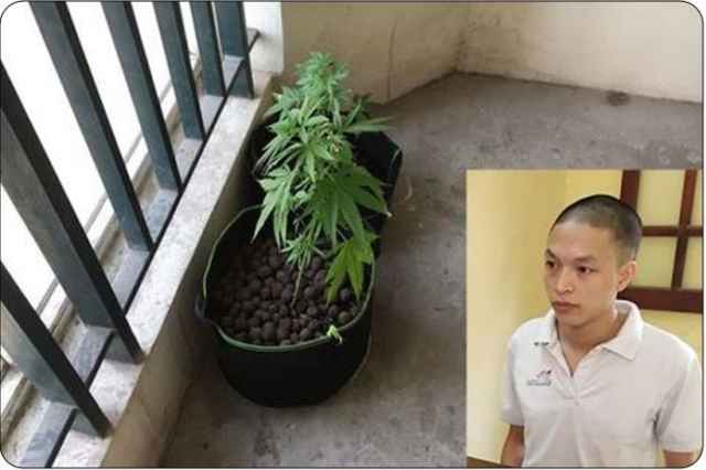 Trồng, chế biến cần sa ngay trong chung cư