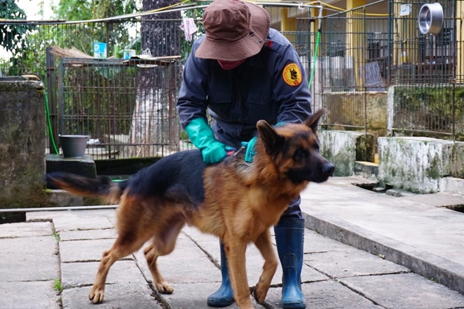 Chăm sóc, chải lông cho chó trước khi bước vào huấn luyện.
